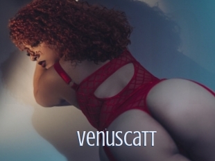 Venuscatt